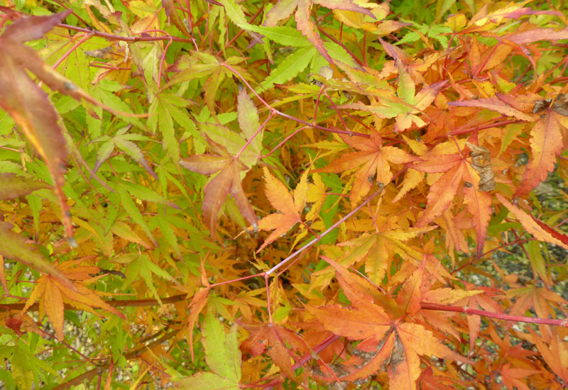 Acer Palmatum Ueno Yama